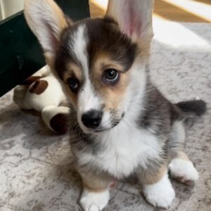 corgi breeders Illinois