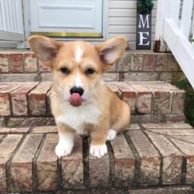 Pembroke welsh corgi puppies for sale near me