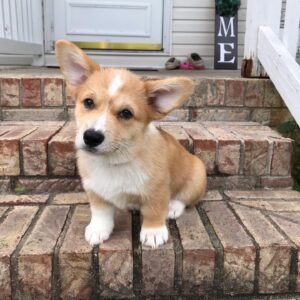 Pembroke welsh corgi puppies for sale near me