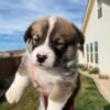 cheap corgi puppies for sale