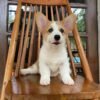 red Pembroke welsh corgi for sale