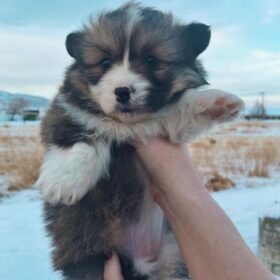 corgi puppy cute corgi puppy cute