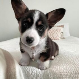 welsh Pembroke corgi