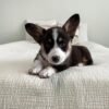 welsh Pembroke corgi
