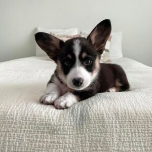 welsh Pembroke corgi