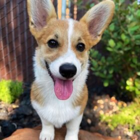 corgi puppies price