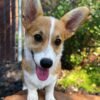 corgi puppies price