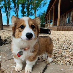 baby corgi puppies