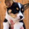 corgi puppies NC
