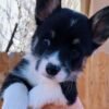 pembroke welsh corgi black