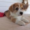 corgi puppies for sale