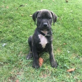 cane corso great dane mix