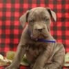 cane corso puppy for sale uk