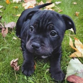 pitbull cane corso mix