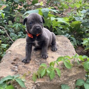 cane corso dogs