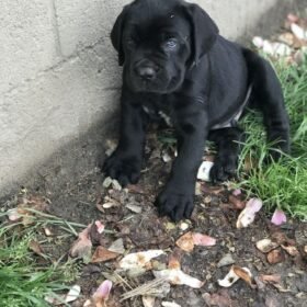 mini cane corso puppies for sale