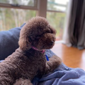 micro poodle for sale