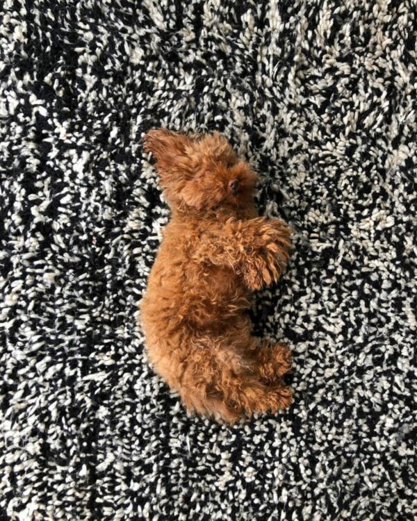 toy poodle puppy for sale near me