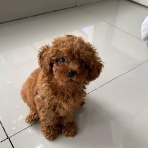 toy poodle puppies for sale in colorado