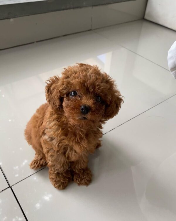 toy poodle puppies for sale in colorado