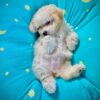 toy poodle puppies for sale california