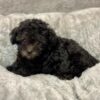teacup toy poodle puppies for sale