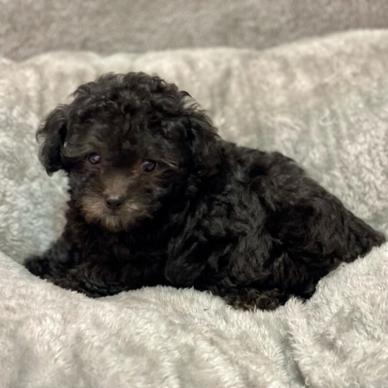 teacup toy poodle puppies for sale/teacup poodle for sale