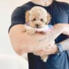 toy poodle for sale illinois