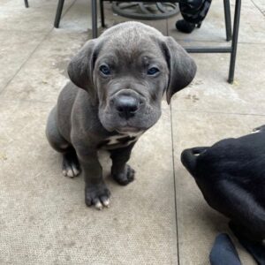 cane corso puppies for sale