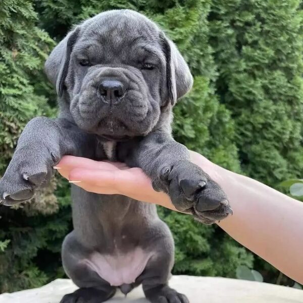 cane corso puppies for sale new york
