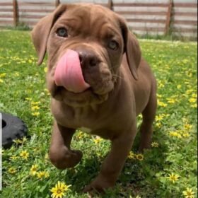 how much do cane corso puppies cost