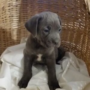 brown cane corso puppies