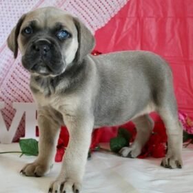 american cane corso puppies for sale american cane corso puppies for sale