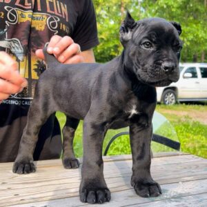 mastiff pitbull cane corso