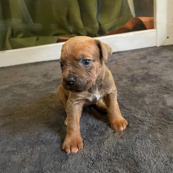 pitbull cane corso