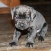 king cane corso dogs