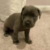 cane corso puppies for sale michigan