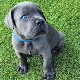 cane corso puppies for sale 2021