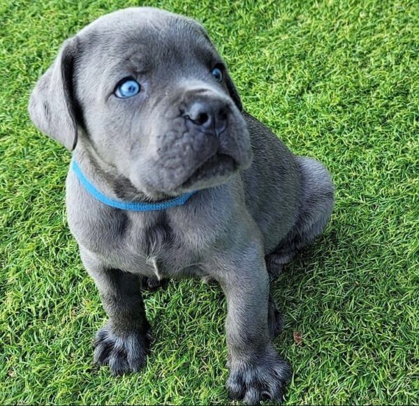 cane corso puppies for sale 2021
