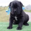 cane corso puppies in texas