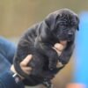 free cane corso puppies near me
