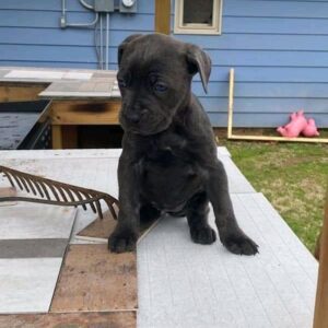 cane corso puppies for sale cheap