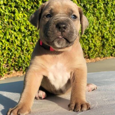 Cane corso puppies for sale under $500/Cane corsos for sale