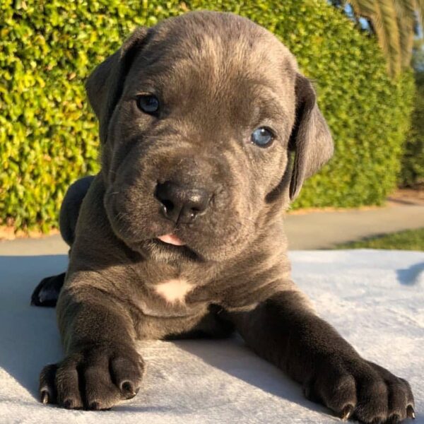 grey cane corso puppies for sale