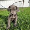 black cane corso puppies for sale