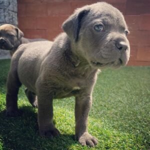 cane corso puppies for sale dallas