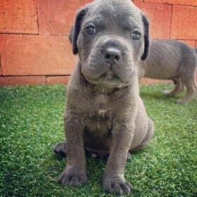 white cane corso puppies for sale