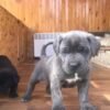 cane corso breeders minnesota