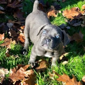 cane corso puppies for sale maryland