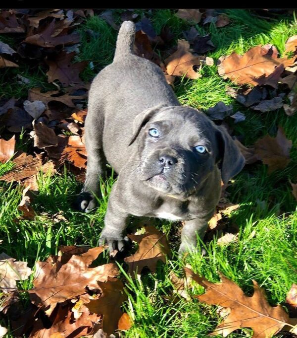 cane corso puppies for sale maryland